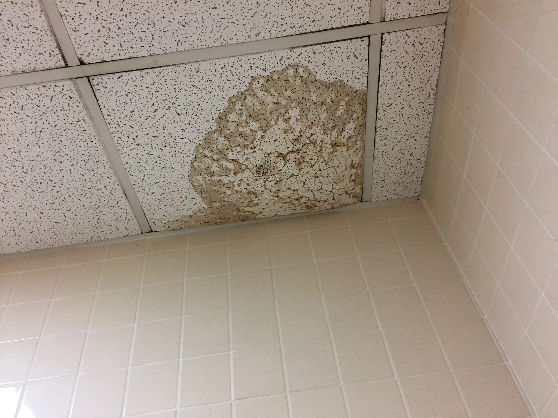 Water stained ceiling tile below a concealed piping leak